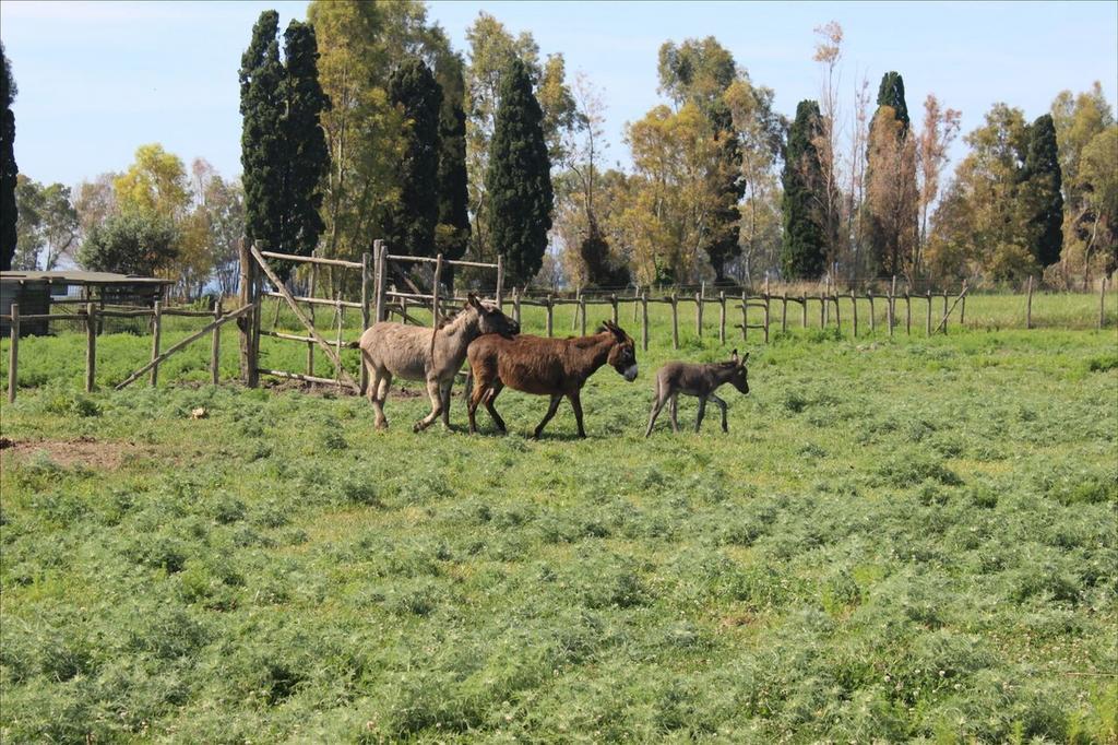 טרקיניה Podere Del Gesso מראה חיצוני תמונה